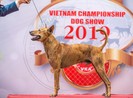 Độc, lạ, kỳ thú cuộc thi vô địch... chó bản địa Việt Nam