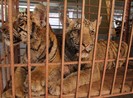 Vứt hai con hổ xuống đường, bỏ chạy thoát thân