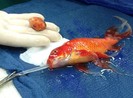 Bác sỹ gây "sốc" khi quyết định phẫu thuật khối u cho cá vàng