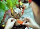 Chiêm ngưỡng bonsai hình trâu độc lạ năm Tân Sửu