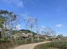 Mê mẩn sắc xuân ở Thái Nguyên