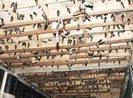 Phát âm thanh dẫn dụ chim yến quá to: Phạt đến 10 triệu đồng