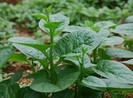 Bài thuốc hiệu quả từ rau mồng tơi chữa 9 bệnh hay gặp