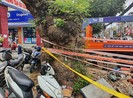 Người dân muốn biết lý do cây me tây bị đốn hạ