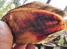 Sét đánh làm cá chết hàng loạt