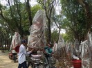 Hà Nội: Chưa 30 tết, hoa đào đã đại hạ giá