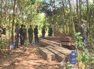 Cựu Giám đốc công ty lâm nghiệp để mất rừng bị bắt