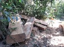 Khởi tố vụ đoàn xe độ chế vào phá rừng ở Đắk Đoa