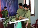 Phát hiện sâm giả từ Bắc đưa vào Kon Tum