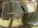 Cả nhà nhập viện, 1 bé gái tử vong nghi do ăn con sam