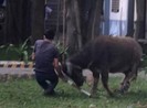 Trâu 'điên' đại náo công ty, công nhân hoảng loạn bỏ chạy