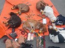 Bình Dương: Kẻ trộm chó tông ô tô vào công an khi bị phát hiện