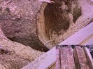 Quảng Nam: Khởi tố vụ phá rừng tại Phước Sơn