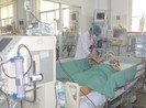 Đắp gừng mật ong chữa cua kẹp, nhiễm trùng huyết suýt chết