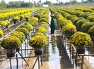 Sắp diễn ra Tuần lễ Văn hóa Du lịch Đồng Tháp năm 2021