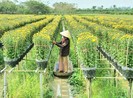 Làng hoa Sa Đéc: Hàng triệu giỏ hoa chuẩn bị ra chợ Tết