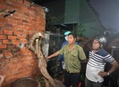Vũng Tàu: Bắt kẻ cưa cây hoa giấy ở Bãi Sau