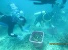 Bà Rịa-Vũng Tàu: Phục hồi thành công san hô khu Ramsar Côn Đảo
