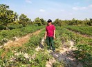 Hủy án vụ hủy hoại rừng có dấu hiệu oan