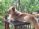 Bị chó cắn, kiện đòi 100 triệu đồng