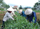Audio: Đài Loan ‘dội gáo nước lạnh’, thị trường trà Việt lao đao