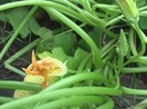 Trồng thử hạt giống bí ẩn từ Trung Quốc: Cây 'mọc điên loạn'