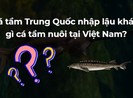 Cá tầm Trung Quốc nhập lậu khác gì cá tầm nuôi tại Việt Nam?