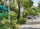 TP.HCM: Tăng cường bảo vệ và phát triển cây xanh