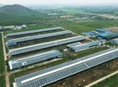 Vinamilk: 12 trang trại bò sữa sẽ sử dụng năng lượng mặt trời
