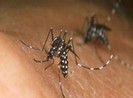 Phát hiện trường hợp nhiễm Zika thứ 7 tại Đồng Nai