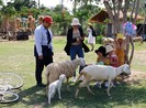 Thích thú với đồng cừu thân thiện ở Suối Tiên Cam Ranh