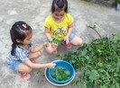 Ở Sài thành thèm chén canh chùm ngây quê nhà