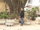 Bắt kẻ trộm hàng loạt cây mai cảnh ở Huế