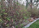 Thay vì vứt bỏ, người dân Huế tặng đào tết cho huyện A Lưới