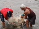 Video: Dân giăng lưới bắt đàn cá ‘đi lạc’ trên sông Dinh