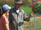 Kiếm bộn tiền mỗi ngày từ 'rau hoàng đế'