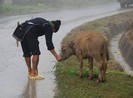 Sa Pa rét buốt 8 độ C, trâu bò chết cóng