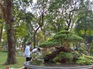 Bịt khẩu trang du xuân ngắm kì hoa dị thảo ở công viên Tao Đàn