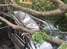 Cổ thụ bật gốc đè bẹp ô tô ở Thủ Đức, tài xế thoát chết hy hữu
