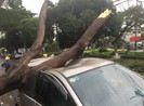 Mưa lớn làm cây bật gốc đè bẹp ô tô ở quận 11
