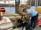 Dùng chó nghiệp vụ tìm 4,72kg cần sa ở sân bay Tân Sơn Nhất