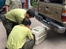 Đã bắn thuốc mê được 6 con khỉ trong đàn khỉ ‘đại náo’