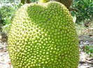 Sau khi trộm mít thì vào nhà lấy tiền, vàng