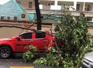 Cây xanh tét nhánh rơi trúng ô tô trong mưa lớn ở quận 1
