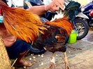 Tân Phú: Bắt quả tang 23 người đá gà ăn tiền