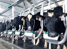 Vì sao Vinamilk chi hơn 1500 tỉ đồng thâu tóm sữa Mộc Châu?