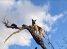 Lính cứu hỏa giải cứu... chó cheo leo trên cây