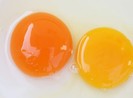 Lòng đỏ trứng màu đậm và nhạt, ăn cái nào tốt hơn?