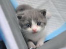 1 phụ nữ Nga bị bắt giữ do nuôi quá nhiều mèo?