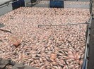 52 tấn cá điêu hồng đồng loạt chết ở Quảng Nam